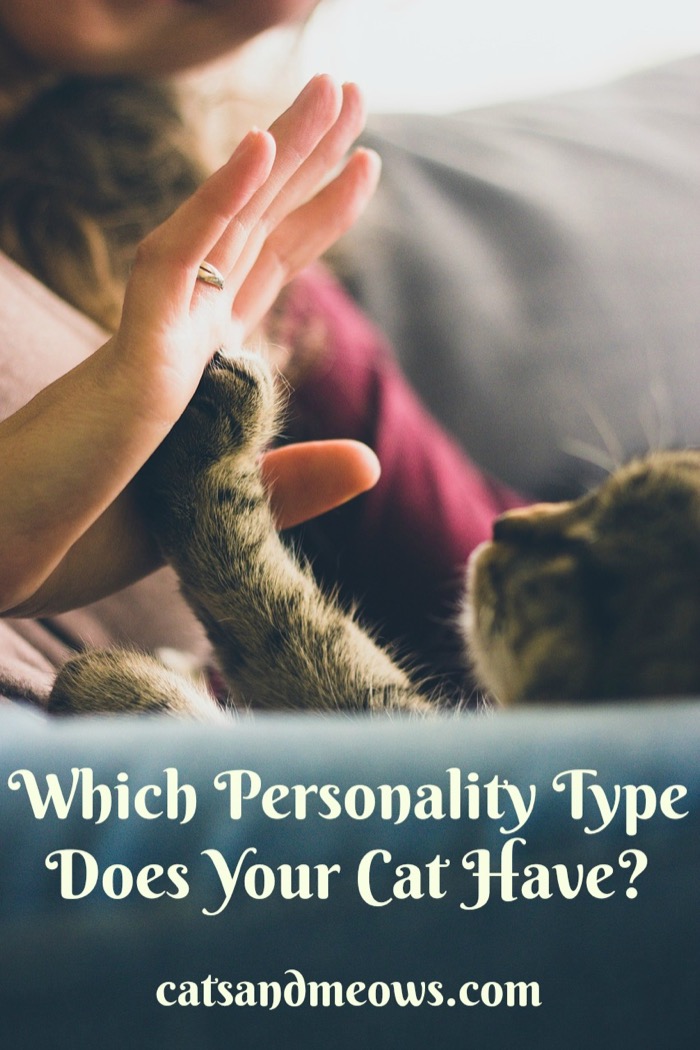 Which-personality-type-cat-has