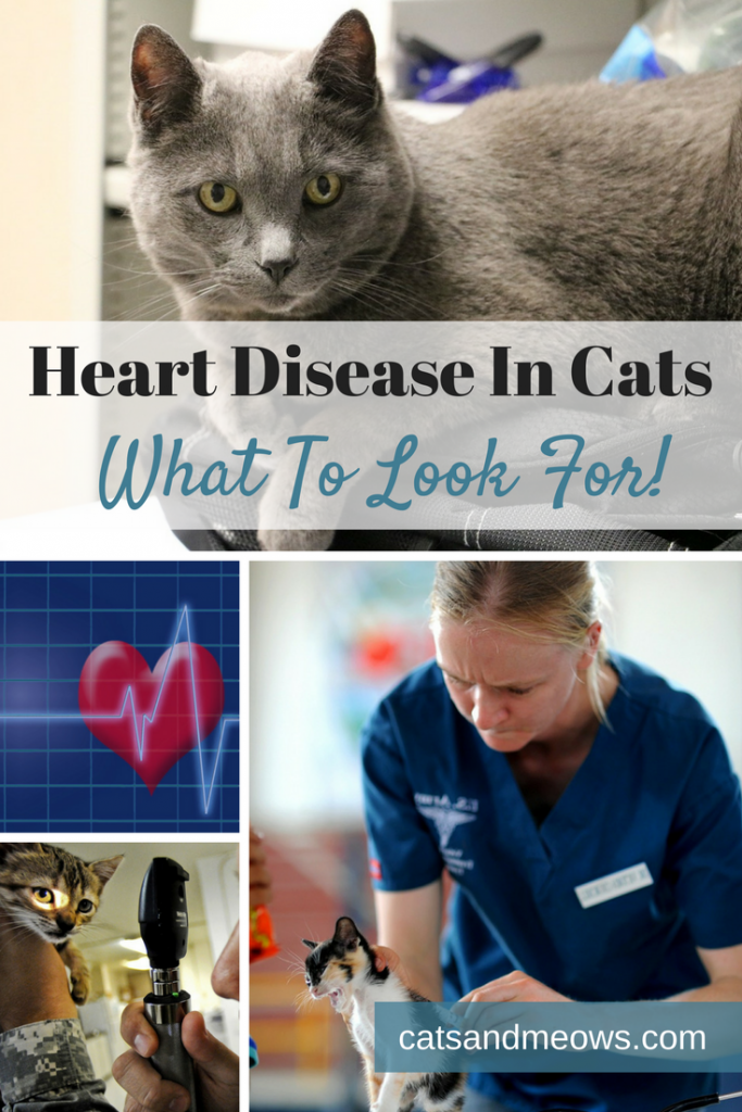 Heart Disease In Cats What To Look For! Cats and Meows