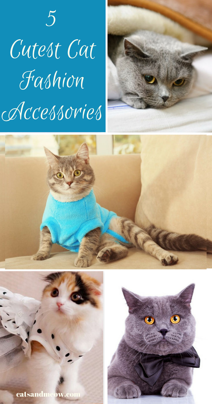 5-Cutest-Cat-Fashion-Accessories