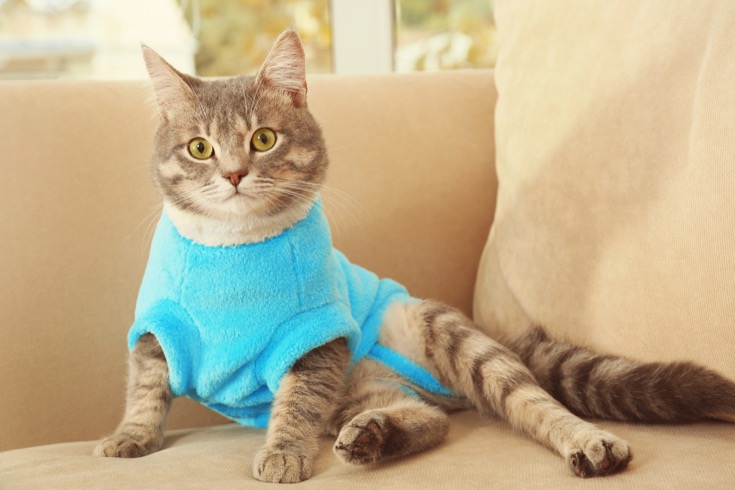 Cute cat in blue soft clothing on couch