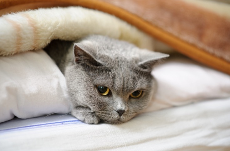 British shorthair cat lying under blanket