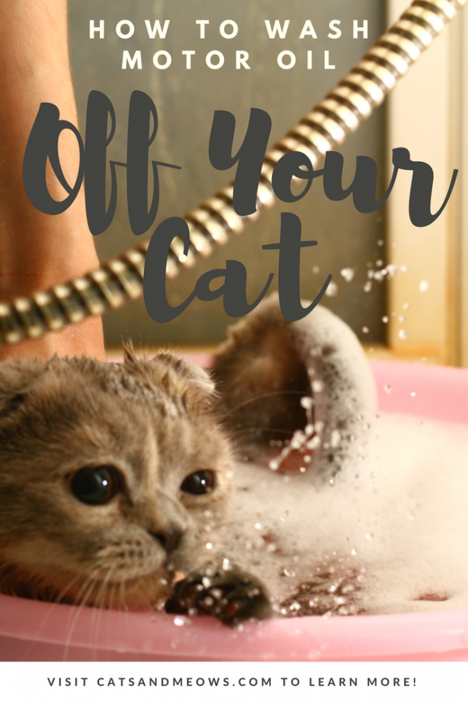 What To Do If Your Cat Comes Home Covered In Motor Oil Cats and Meows