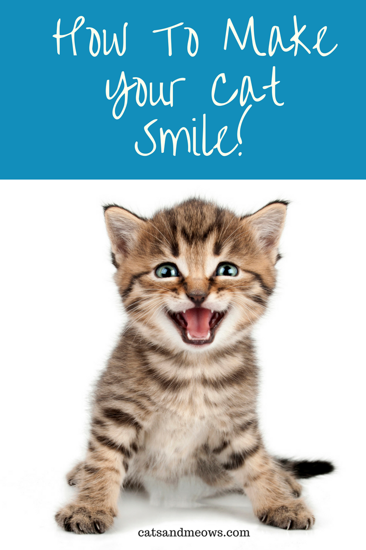 How-to-make-your-cat-smile
