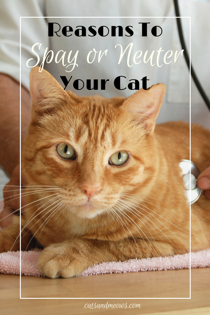 reasons-to-spay-or-neuter