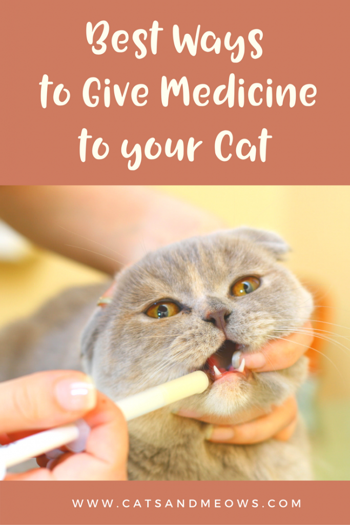 The Best Ways to Give Medicine to your Cat Cats and Meows