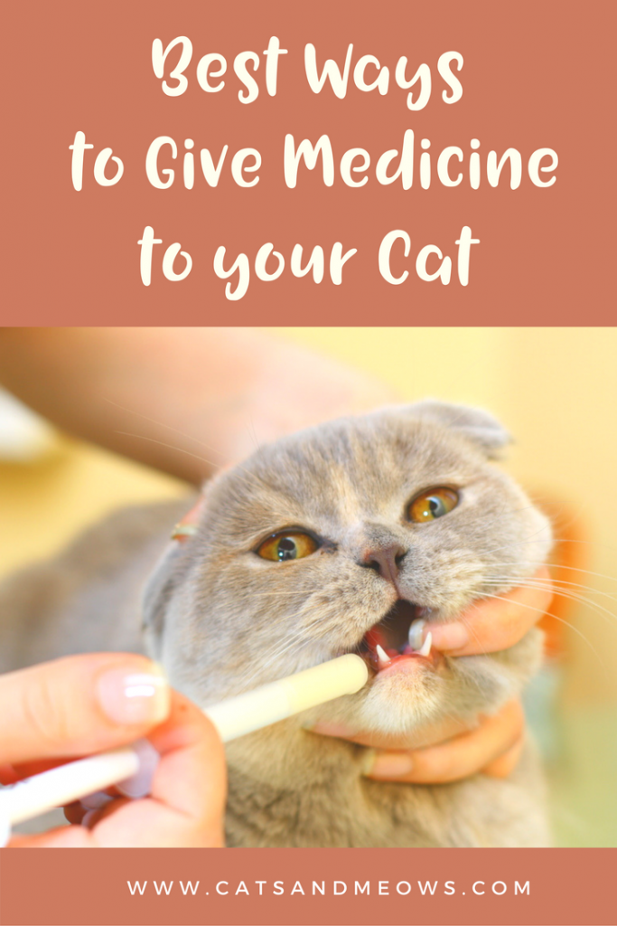 how to administer medicine to a cat