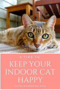 5 Tips To Keep Your Indoor Cat Happy