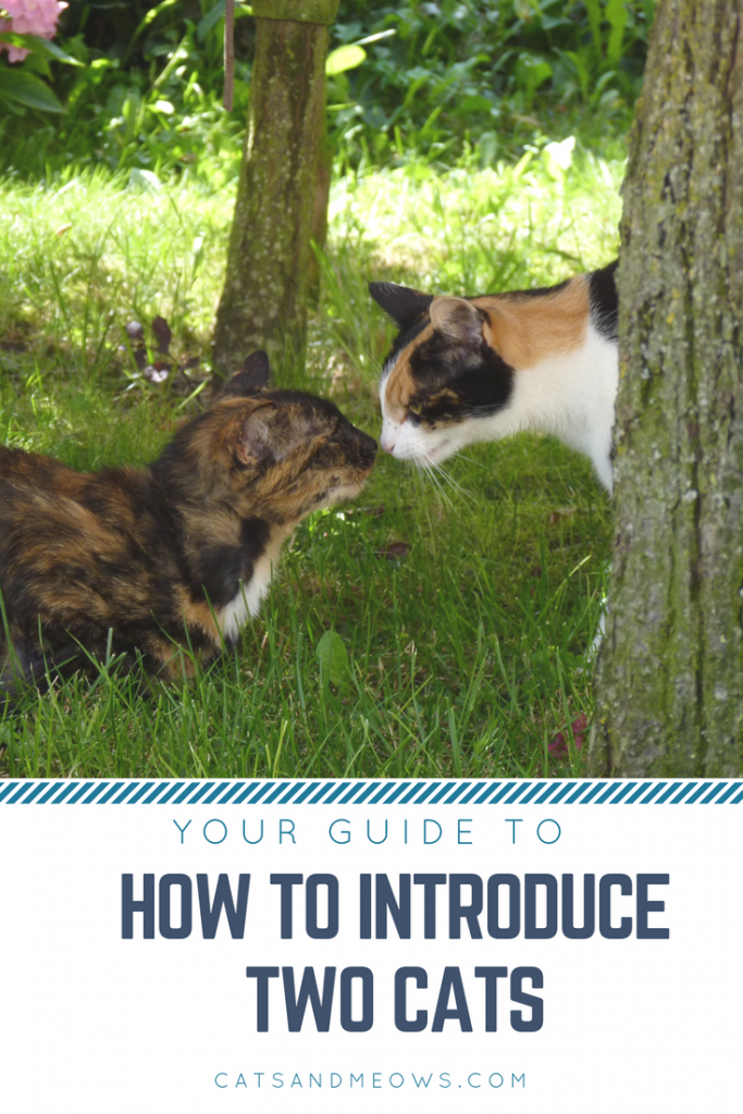 How to Introduce Two Cats Cats and Meows