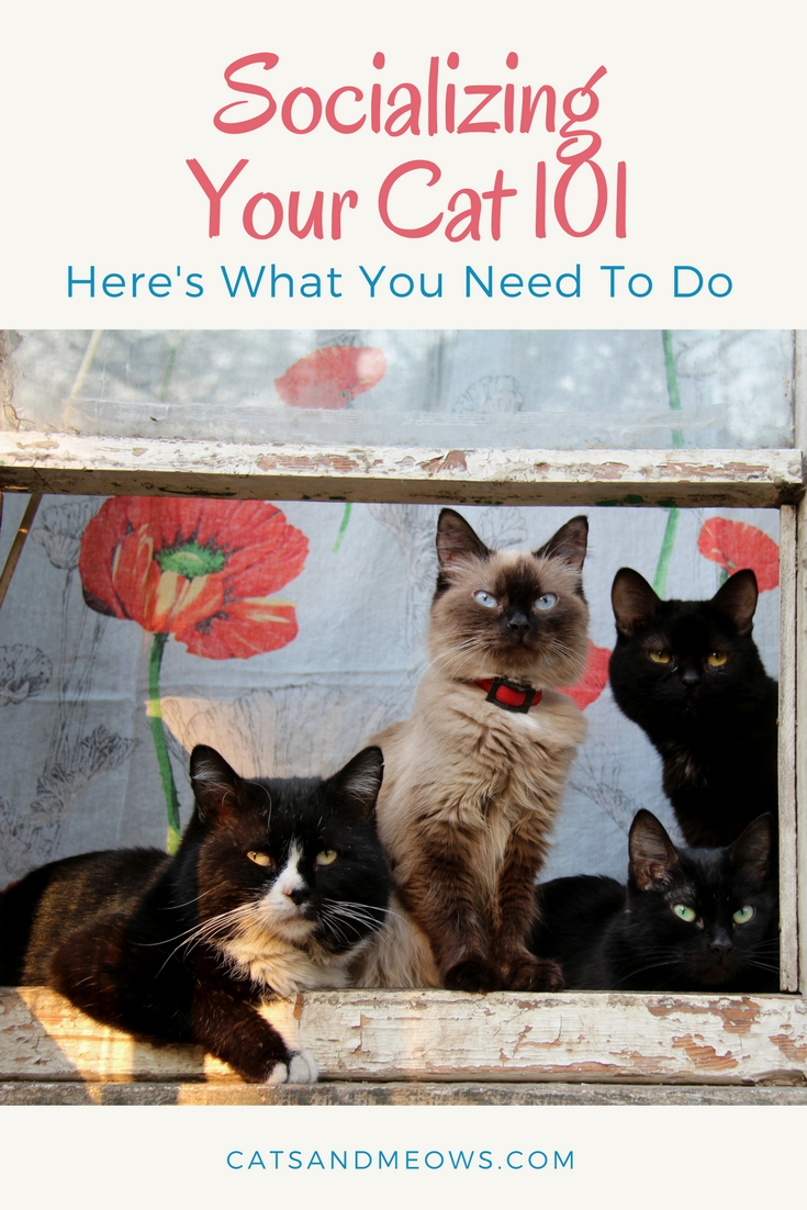 CAM – Socializing Your Cat 101- Here’s What You Need To Do