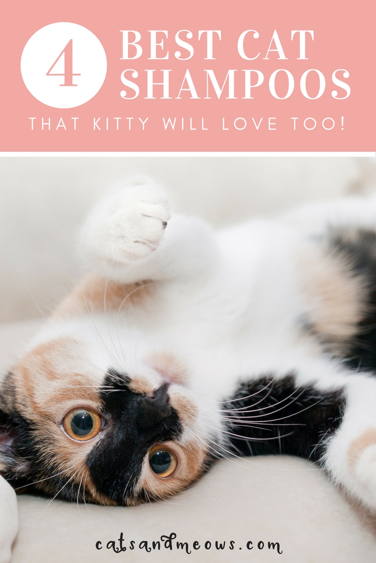 CAM – The 4 Best Cat Shampoos that Kitty Will Love Too!