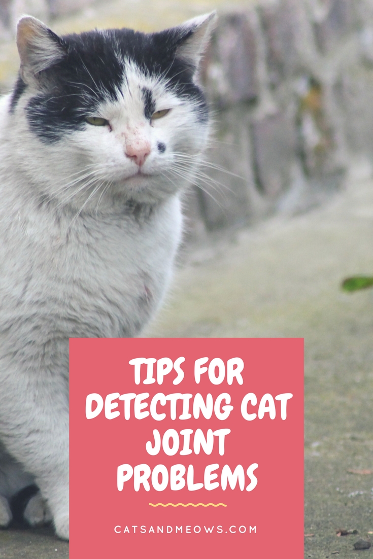 CAM – Tips for Detecting Cat Joint Problems