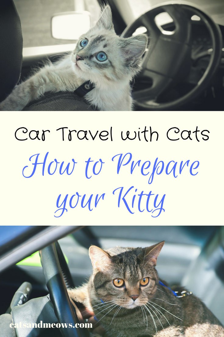 car travel for kittens