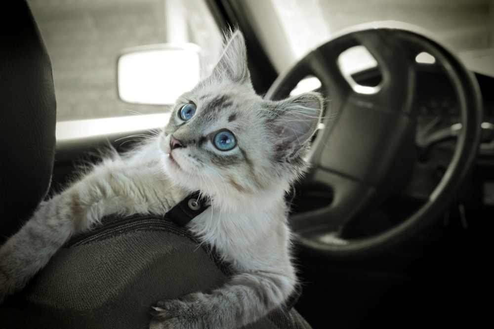 Cat sits in the car
