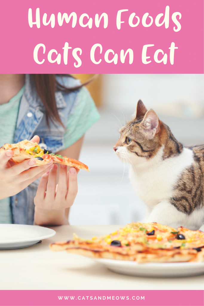Here Are The 'Human Foods' Your Cat Can Eat Too - Cats and ...