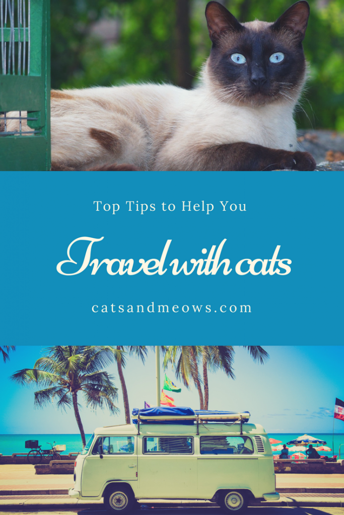 Top Tips to Help You Travel with Cats Cats and Meows