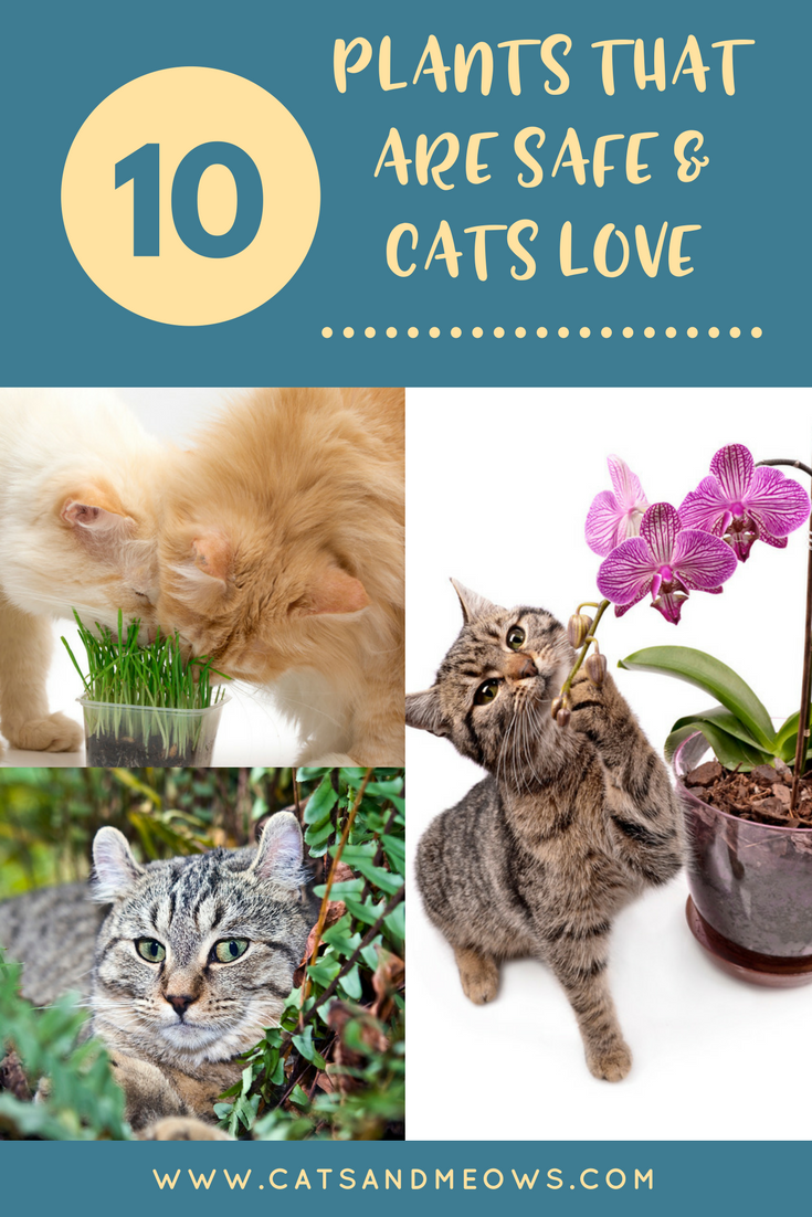 plants-that-are-safe-and-cats-love