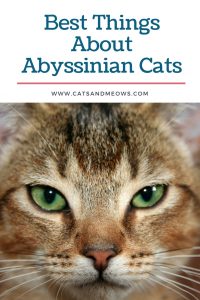 Best Things About Abyssinian Cats