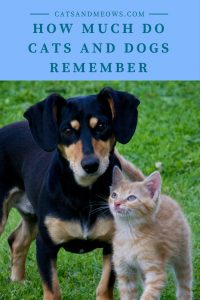 How Much Do Cats and Dogs Remember