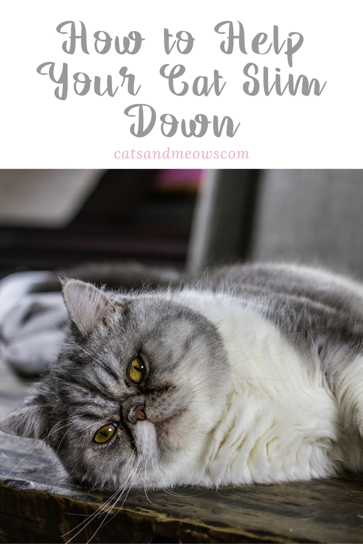 CAM – How to Help your Cat Slim Down