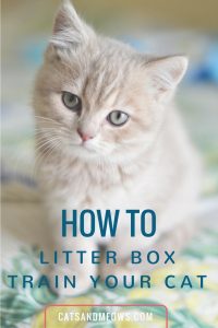 How to Litter Box Train Your Cat