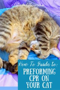 How to Perform CPR on your Cat