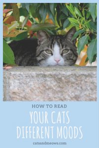 How to Read Your Cats Different Moods