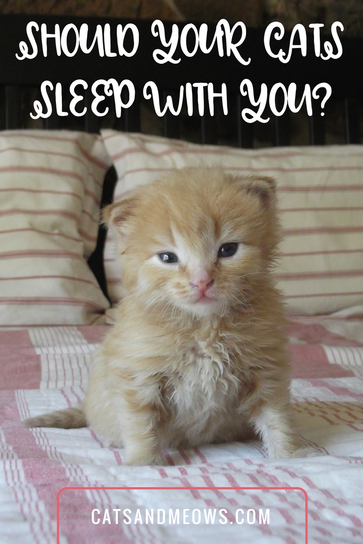 CAM – Should Your Cats Sleep With you