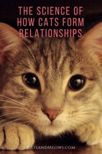 The science of how cats form relationships