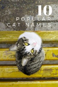 10 Popular Cat Names