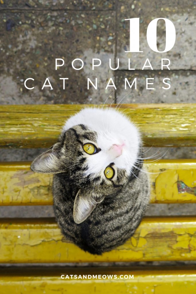 10 Popular Cat Names Cats and Meows