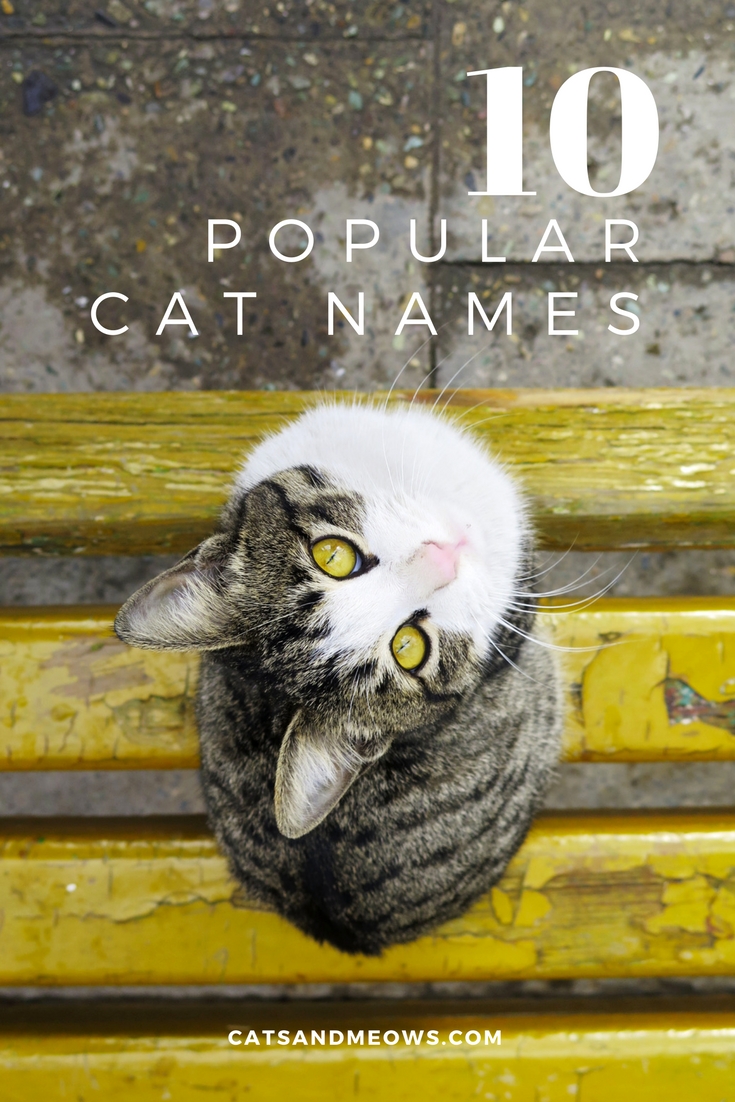 CAM – 10 Popular Cat Names