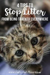 4 Tips to Stop Litter From Being Tracked Everywhere