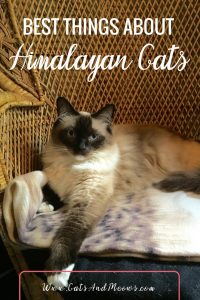 Best Things About Himalayan Cats