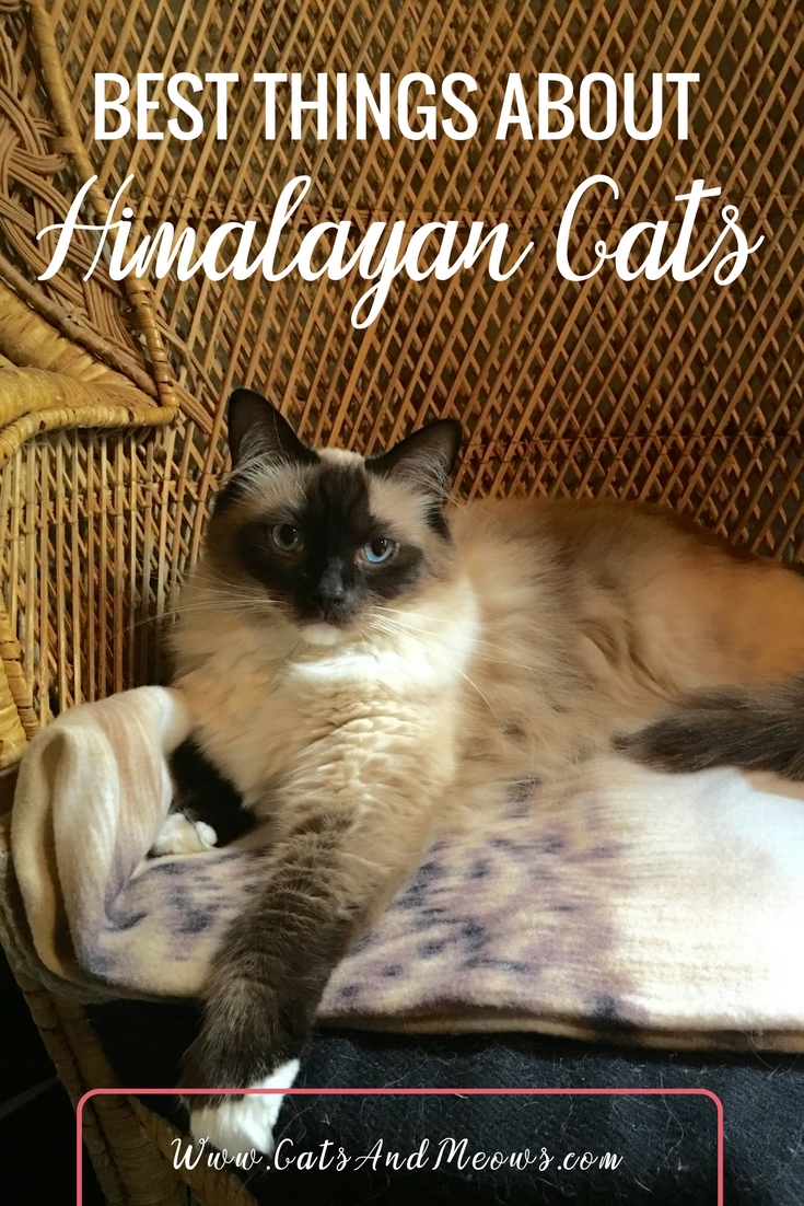 CAM – Best Things About Himalayan Cats