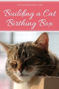 Building a Cat Birthing Box