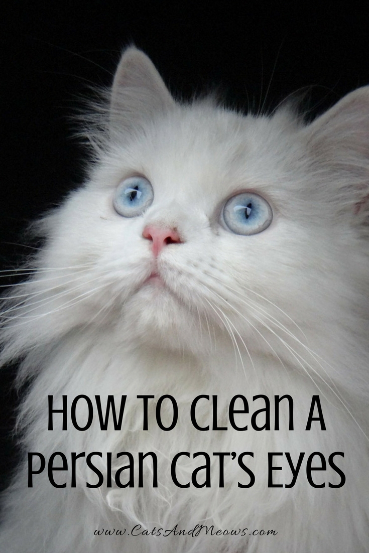 CAM – How To Clean A Persian Cat’s Eyes