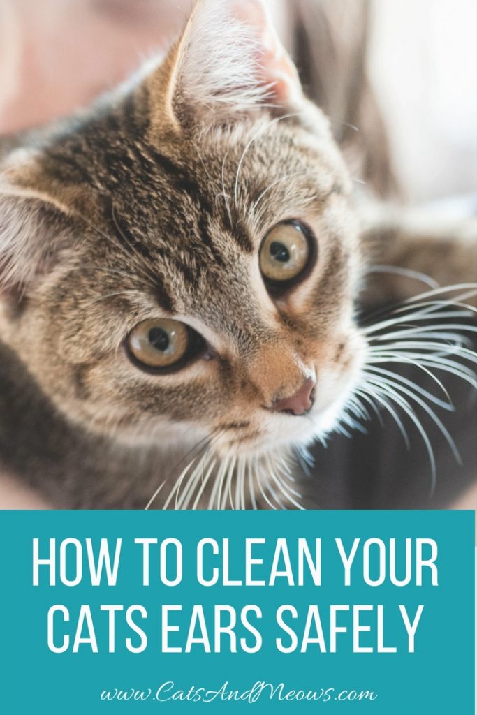How to Clean Your Cats Ears Safely Cats and Meows