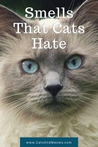 How to Clean Your Cats Ears Safely