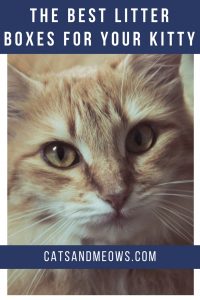 The Best Litter Boxes for your Kitty