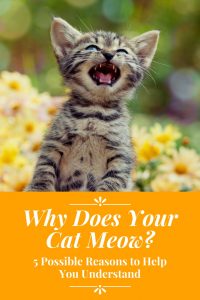 Why Does Your Cat Meow- 5 Possible Reasons