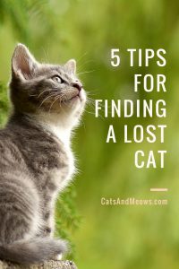 5 Tips For Finding A Lost Cat