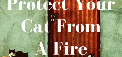 5 Ways to Protect Your Cat From A Fire