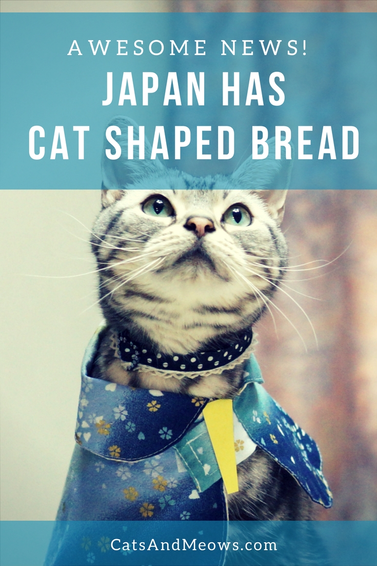 CAM – Awesome News- Japan Has Cat Shaped Bread
