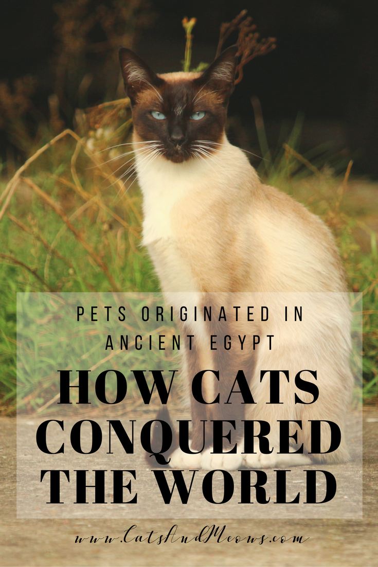 CAM – How Cats Conquered the World, Pets Originated in Ancient Egypt