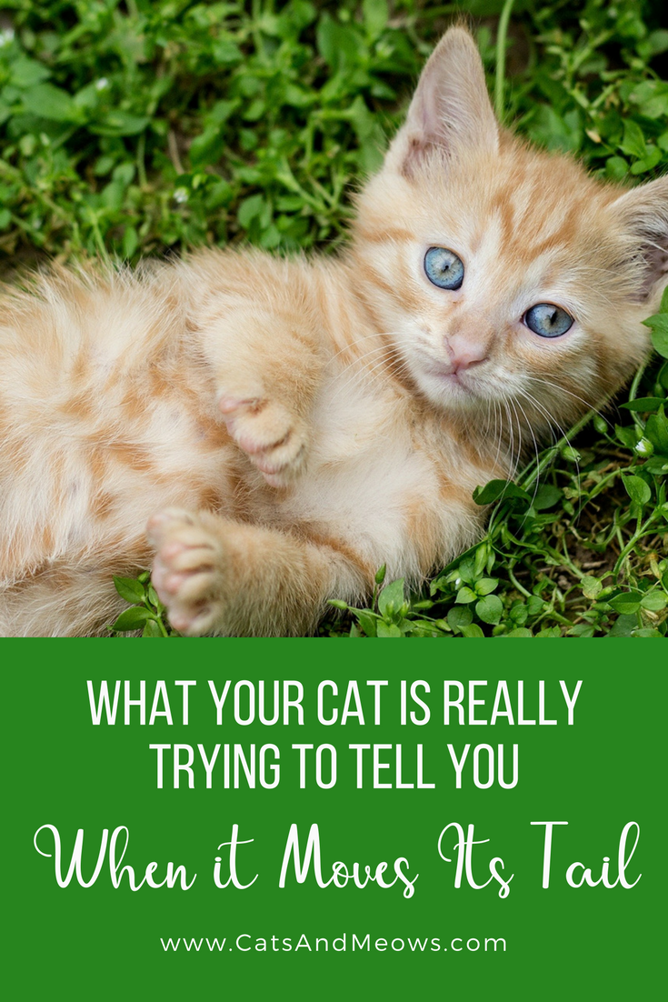 CAM – What Your Cat is REALLY Trying to Tell You When it Moves Its Tail