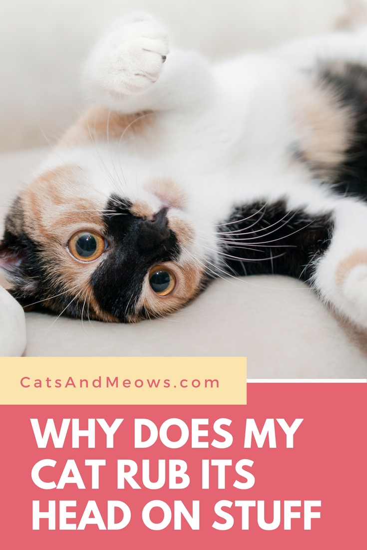 CAM – Why Does My Cat Rub Its Head on Stuff