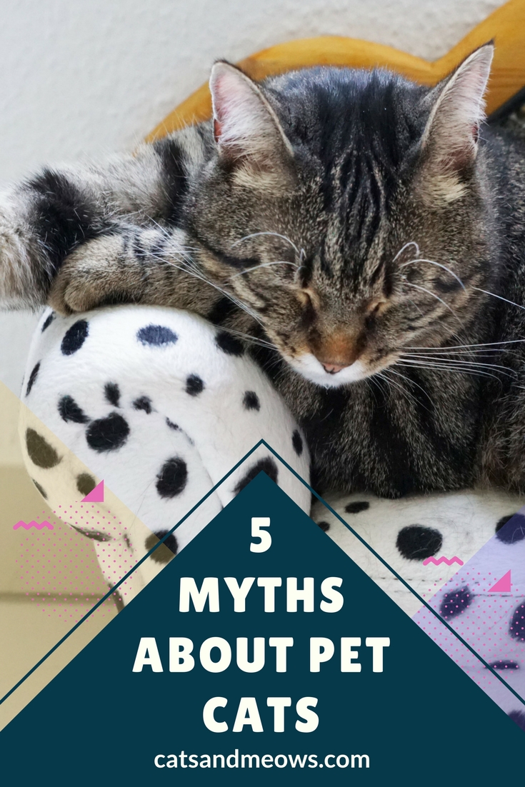 CAM – 5 Myths About Pet Cats