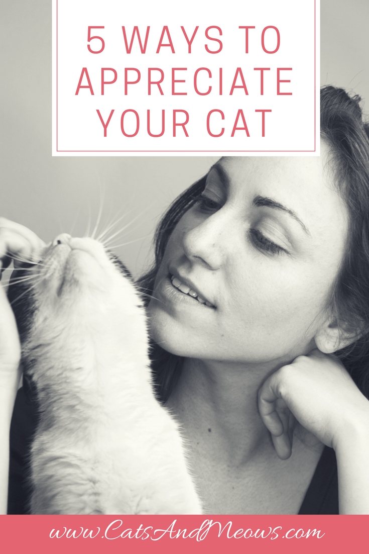 5 Ways To Appreciate Your Cat