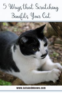 5 Ways that Scratching Benefits your Cat