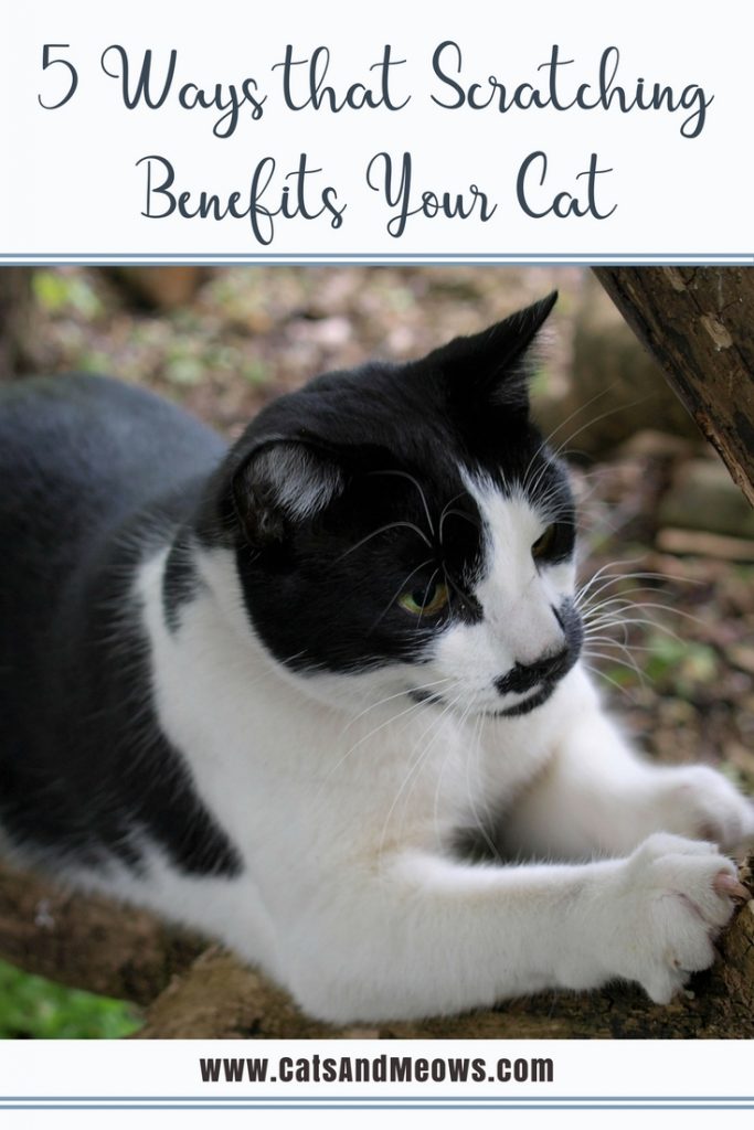 5 Ways that Scratching Benefits your Cat Cats and Meows